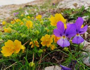 06 Potentilla reptans (Cinquefoglia comune) con Viola dubyana (Viola di Duby)